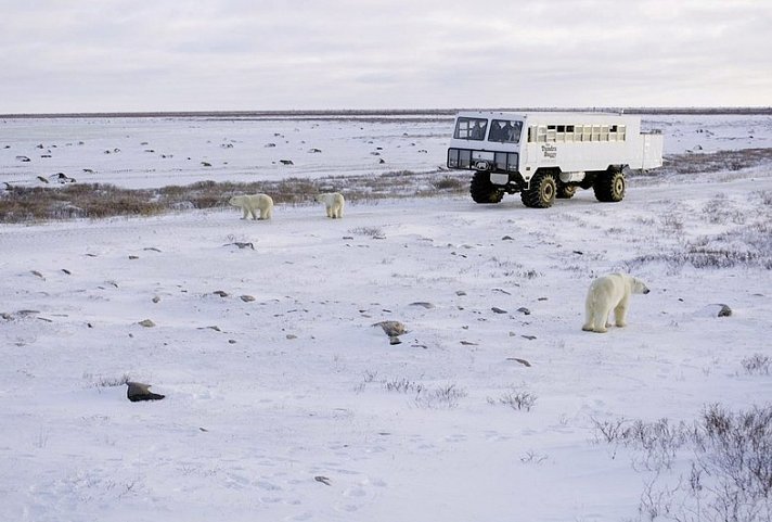 Erlebnis Eisbären mit Tundra Buggy Lodge 4 Nächte