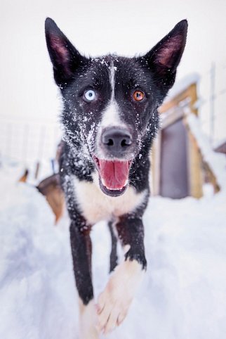 Kirkenes eiskalt erleben