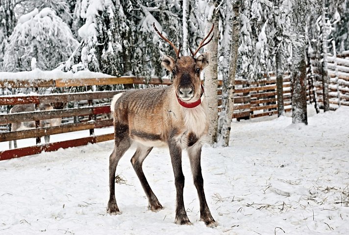 Nordische Weihnachtsträume