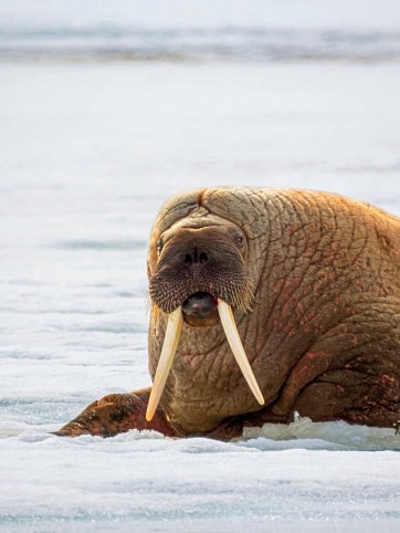 Abenteuer Spitzbergen