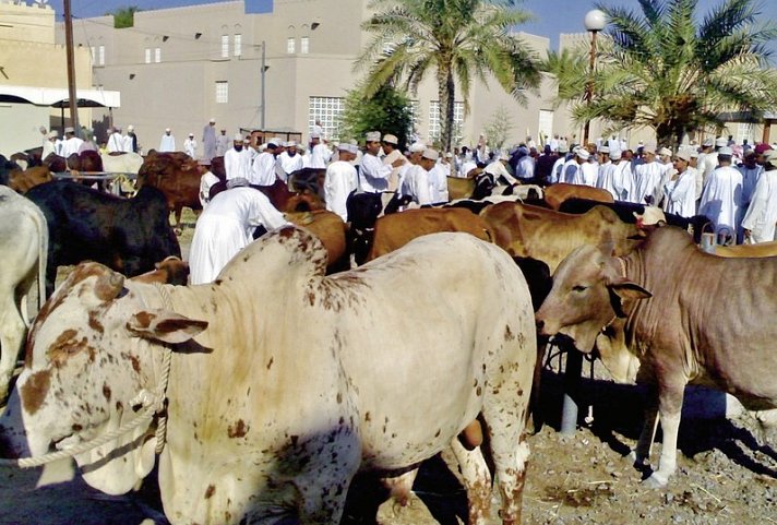 Arabische Kontraste: Unterwegs von Muscat nach Dubai