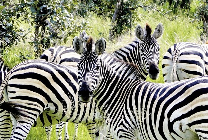 Drifters - Botswana Explorer Maun-Victoria Falls