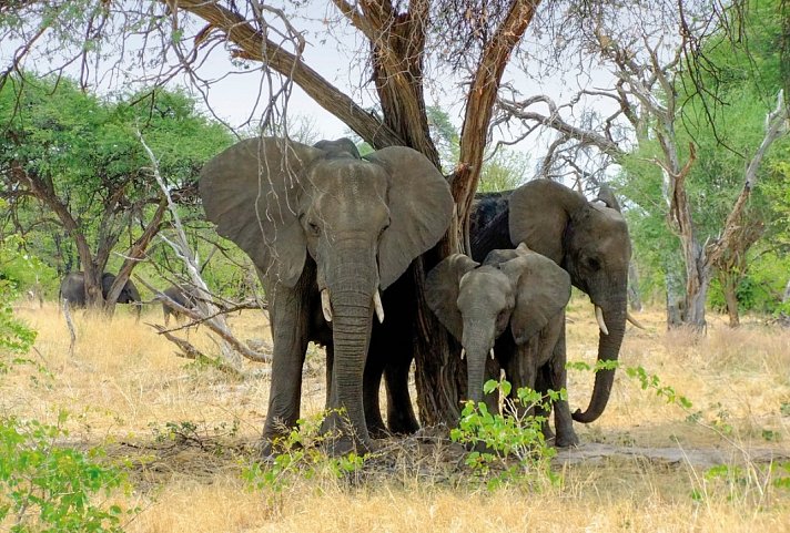 Drifters - Botswana Explorer Maun-Victoria Falls