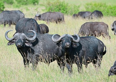 Drifters - Kenia & Tansania Explorer (Camping Tour) Nairobi
