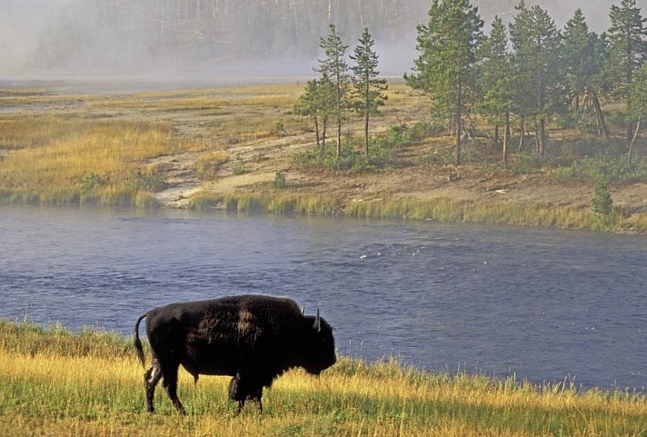 Canada to Yellowstone