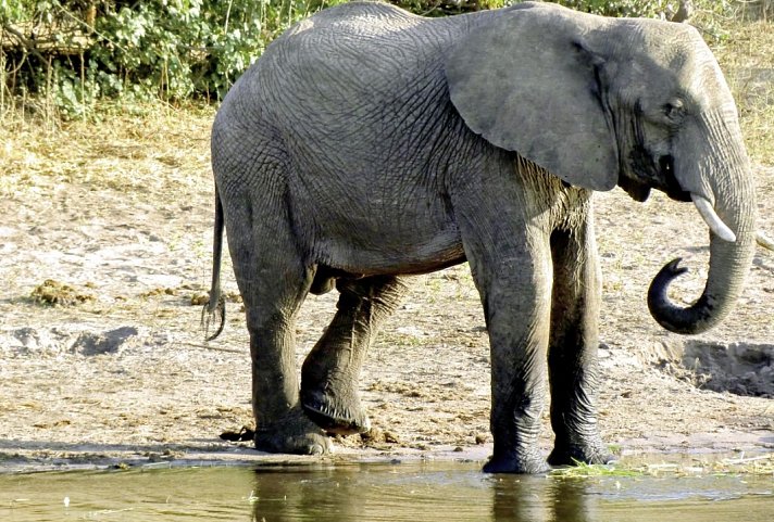 Viktoria Fälle & Safari Abenteuer ab/bis Victoria Falls