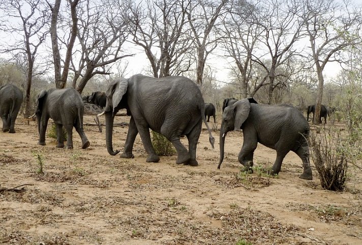 Viktoria Fälle & Safari Abenteuer ab/bis Victoria Falls