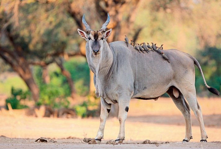 Viktoria Fälle & Safari Abenteuer ab/bis Victoria Falls