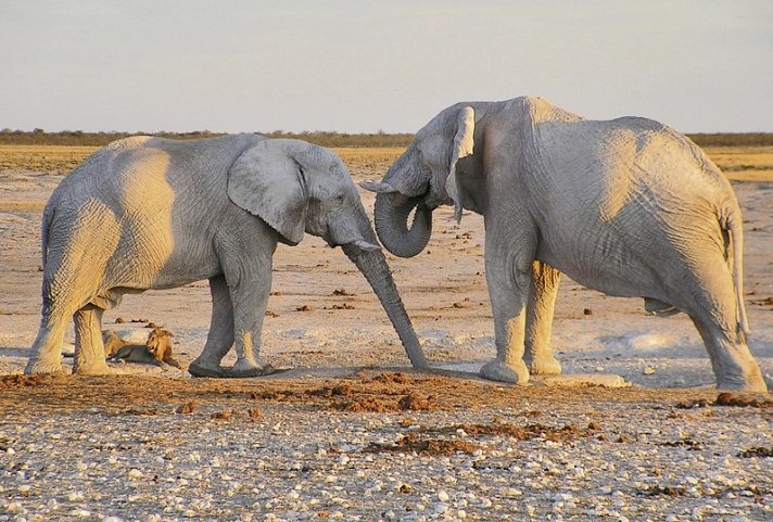 Wasser, Wüste, wilde Tiere - unterwegs von Victoria Falls nach Windhoek