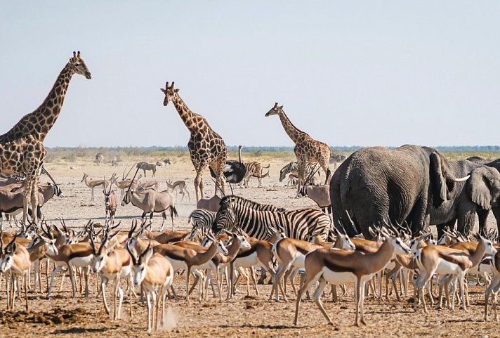 Wasser, Wüste, wilde Tiere - unterwegs von Victoria Falls nach Windhoek