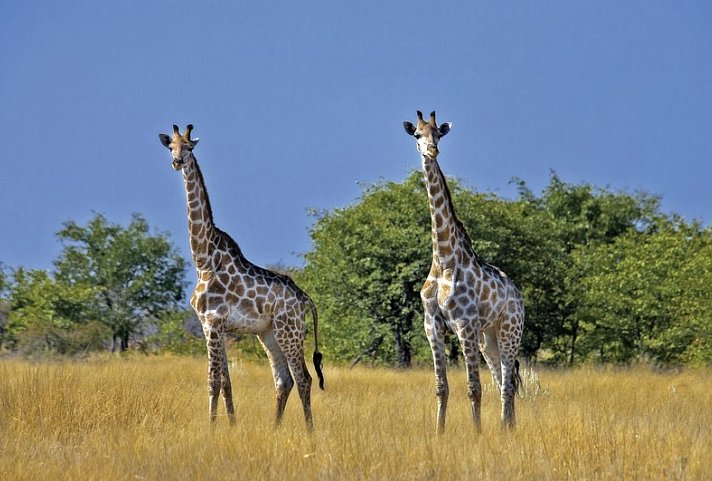 Namibia & Botswana auf eigene Faust