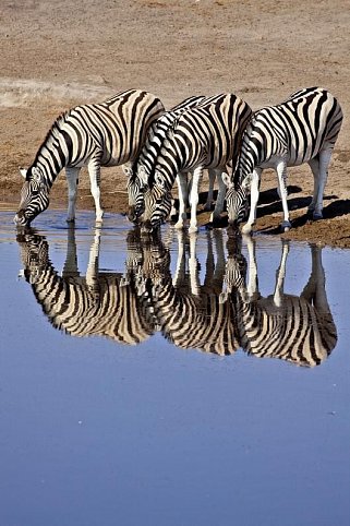 Namibia & Botswana auf eigene Faust