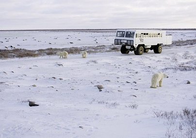 Auf den Spuren der Eisbären (5 Nächte) Winnipeg