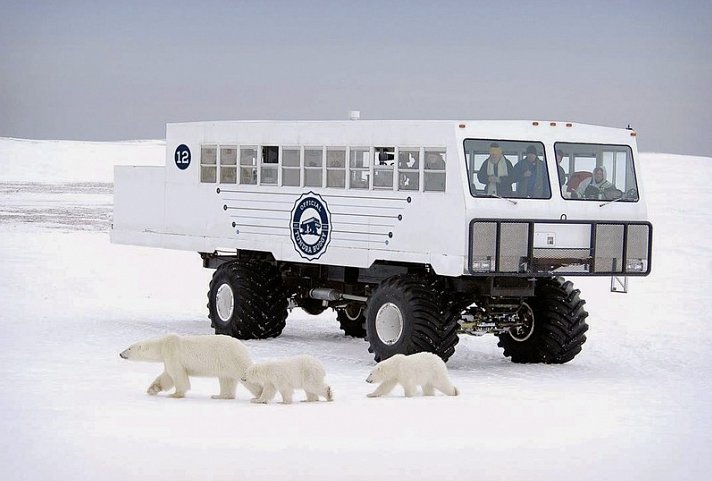 Erlebnis Eisbären mit Tundra Buggy Lodge (4 Nächte)