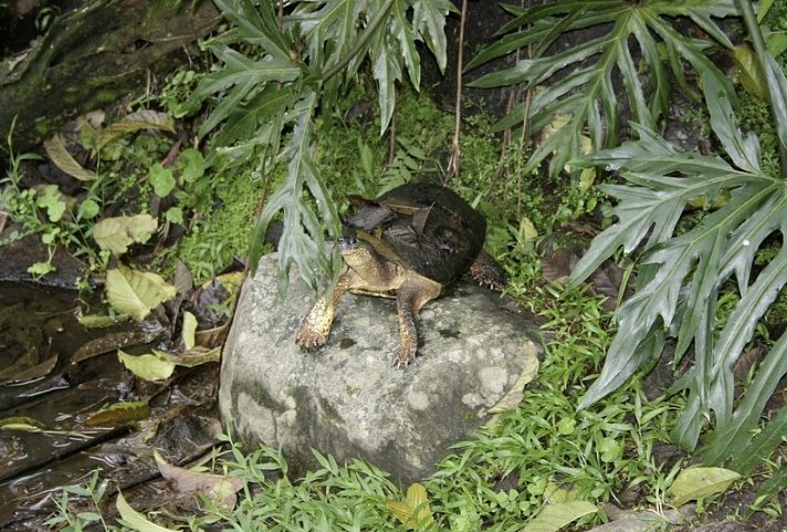 Nationalpark Arenal