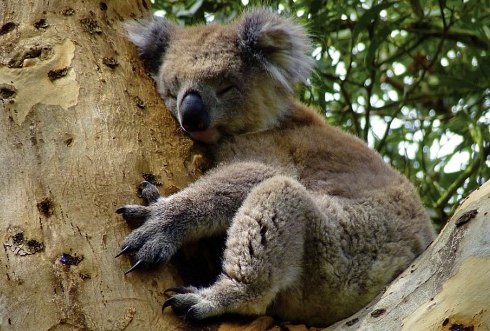 Great Ocean Road und Grampians (Adelaide-Melbourne)