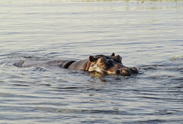 Zambezi Queen 2 Nächte