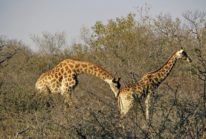 Panorama Südafrika (Autoreise)