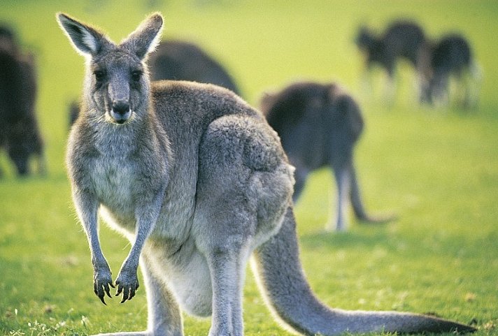 Kaleidoskop Australien