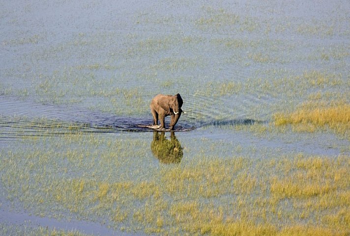 Erdmännchen, Elefanten, das Delta und die Fälle