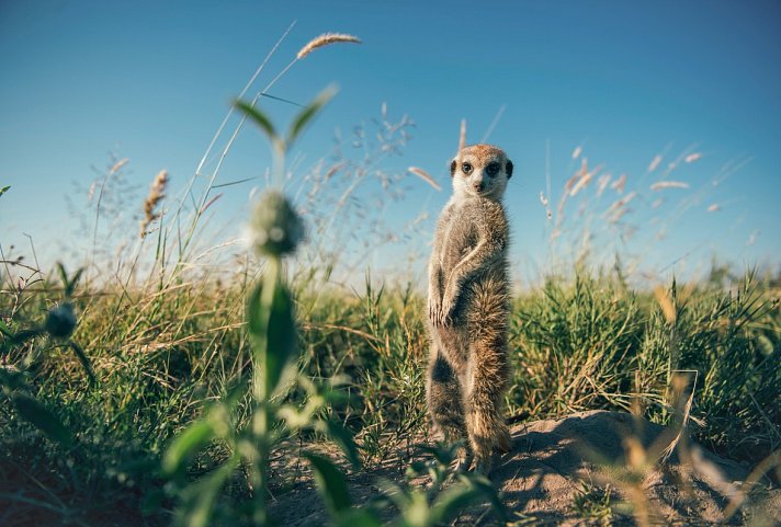 Erdmännchen, Elefanten, das Delta und die Fälle