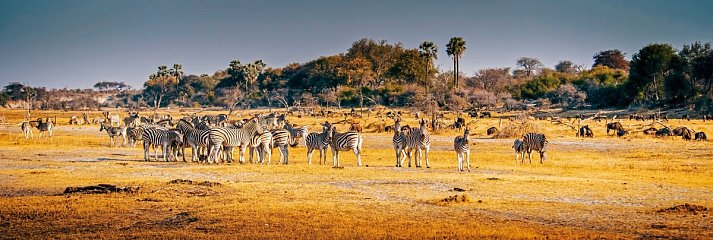 Erdmännchen, Elefanten, das Delta und die Fälle