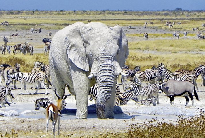 Namibia Classic Superior