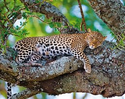 Rundreise Südafrika – Vom Kruger-Nationalpark zum Tafelberg