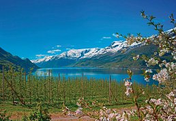 Hardangerfjord