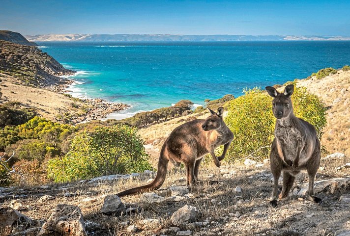 Sea Dragon Kangaroo Island & Fleurieu Peninsula