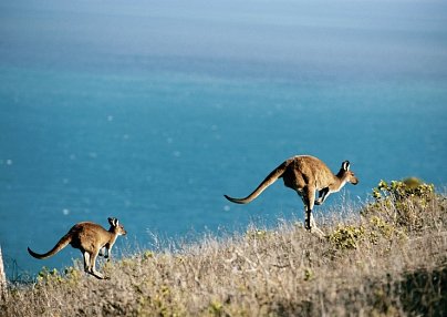 Zauberhafter Süden Australiens Adelaide