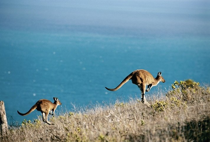 Zauberhafter Süden Australiens