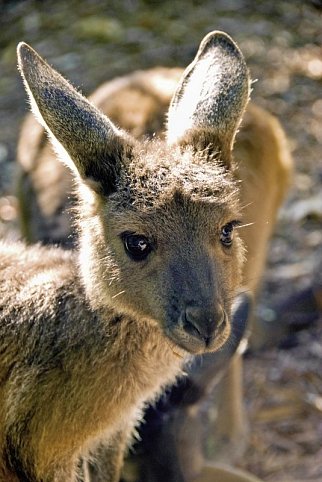 Zauberhafter Süden Australiens