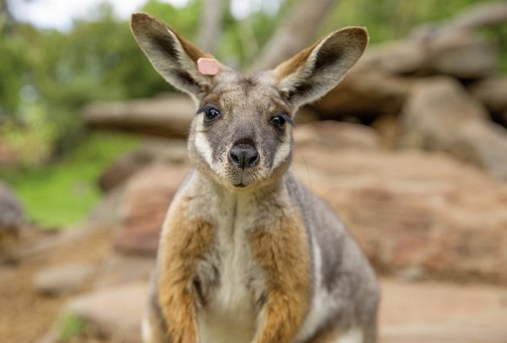 Zauberhafter Süden Australiens