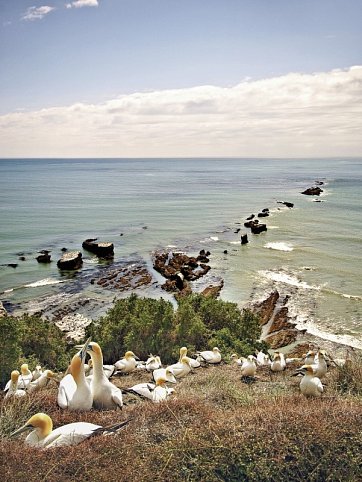 Neuseeland auf eigene Faust (Auckland-Christchurch)