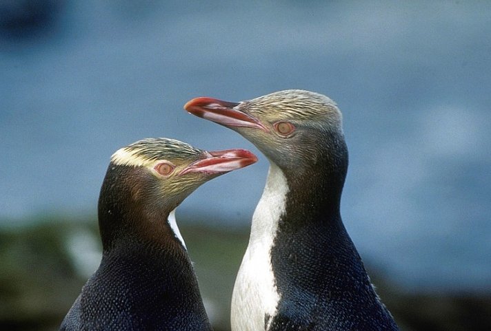 Natur pur - traumhaftes Neuseeland