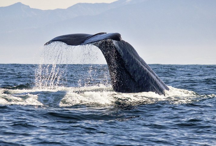 Natur pur - traumhaftes Neuseeland