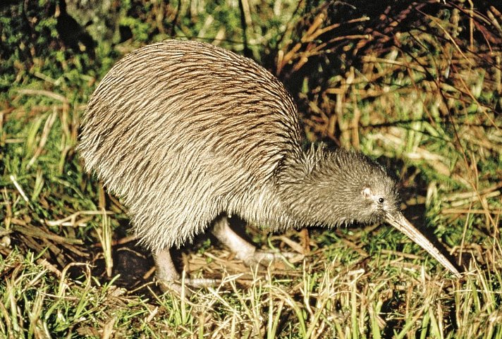 Natur pur - traumhaftes Neuseeland