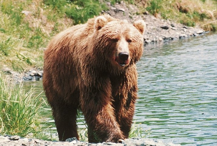 Auf den Spuren der Bären auf Kodiak Island
