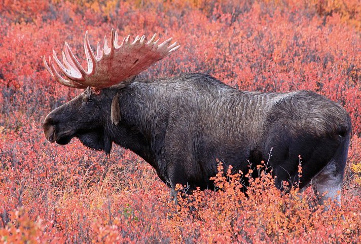 Auf den Spuren der Bären auf Kodiak Island