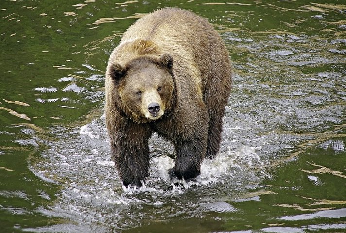 Auf den Spuren der Bären auf Kodiak Island