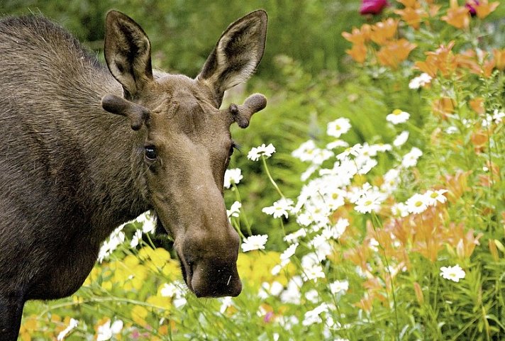 Best of Yukon & Alaska (ab/bis Anchorage)