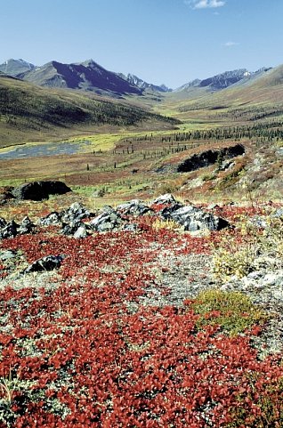 Alaska & Yukon Explorer (ab Anchorage/bis Whitehorse)
