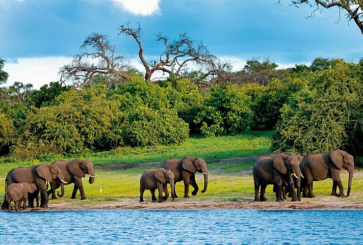 Chobe & Okavango Fly In Safari