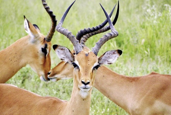 Chobe & Okavango Fly In Safari
