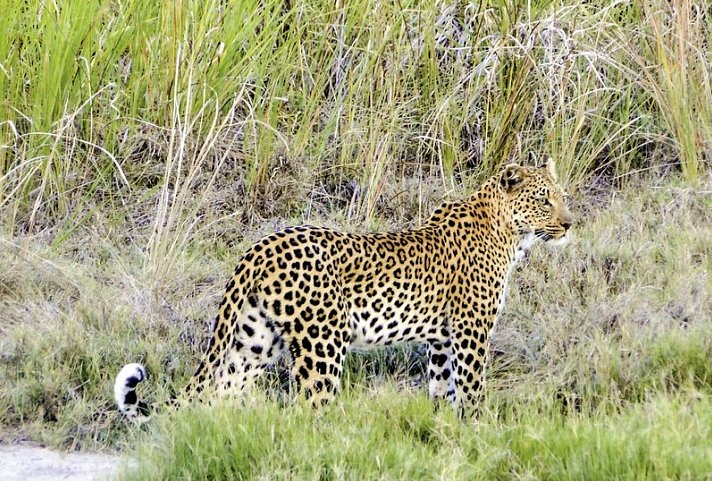 Chobe & Okavango Fly In Safari