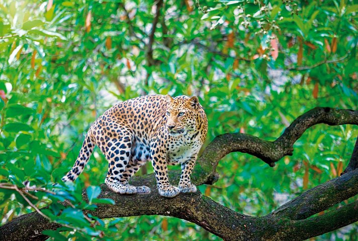 Chobe & Okavango Fly In Safari