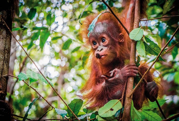 Naturwunder Borneos (Kota Kinabalu-Kuching)