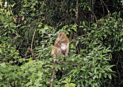 Khao Yai Nationalpark Bangkok