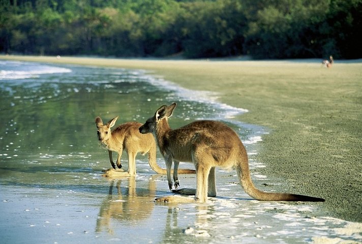 Ostküste auf eigene Faust (Brisbane - Cairns, 12 Nächte)